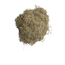 Artemisia Annua - Téranga d'Afrique