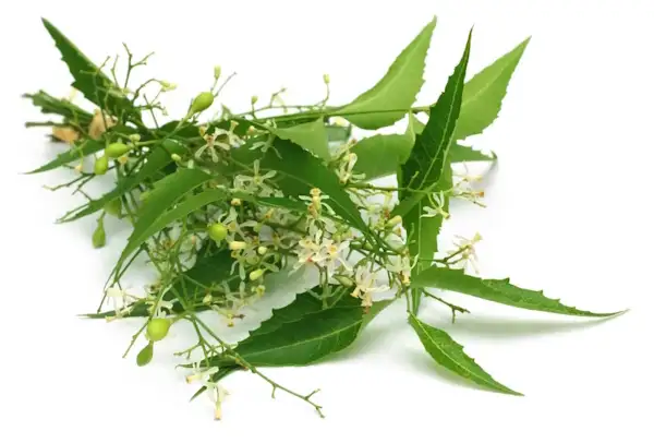Quatre Cts - Essss  Tranga d'Afrique, produit naturel africain en  Guadeloupe